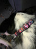 Bruce Springstein Key Fob Wristlet Keychain 1"wide Zipper pull Camera strap - Furrypetbeds