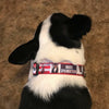 Bruce Springsteen dog collar Handmade adjustable buckle 1" or 5/8" wide Rock Petcollarshandmade