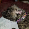 Horror dog collar handmade adjustable buckle collar 1" or 5/8" wide or leash Petcollarshandmade