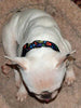 Marilyn dog collar handmade $12.00 adjustable buckle collar 1" wide leash fabric - Furrypetbeds