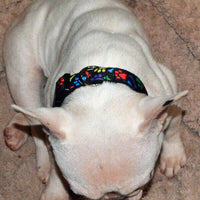 Nerds Candy dog collar handmade adjustable buckle collar 1" wide or leash Petcollarshandmade