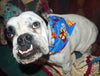 Candy Dog Bandana, Over the Collar dog bandana, Dog collar bandana, puppy