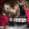 Butterflies dog collar handmade adjustable buckle collar 1" wide or leash Petcollarshandmade