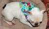 Candy Dog Bandana, Over the Collar dog bandana, Dog collar bandana, puppy