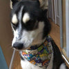 Candy Dog Bandana, Over the Collar dog bandana, Dog collar bandana, puppy