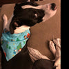 Candy Corn Halloween Dog Bandana Over the Collar dog bandana Dog collar - Furrypetbeds