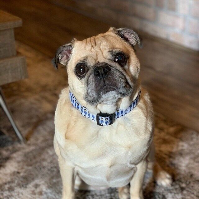 Grateful dead hotsell dog bandana