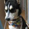 Candy Dog Bandana, Over the Collar dog bandana, Dog collar bandana, puppy - Furrypetbeds