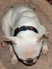 Valentine dog collar handmade adjustable buckle collar 1"wide or leash fabric - Furrypetbeds