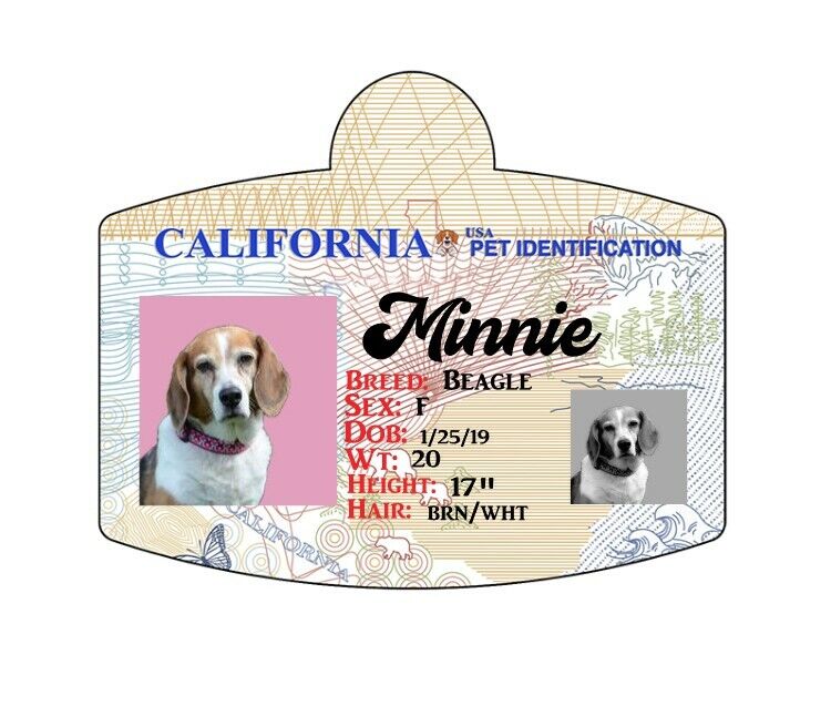 What Is A Dog License In California what-is-a-dog-license-in-california