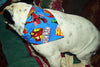 Peanuts dog collar handmade adjustable buckle collar 5/8" wide or leash fabric