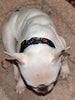 Pacman dog collar handmade adjustable buckle collar 1" or 5/8" wide or leash