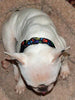 Nightmare Before Christmas dog collar handmade adjustable buckle collar 1"wide - Furrypetbeds