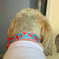 Watermelon dog collar handmade adjustable buckle collar 1" wide or leash