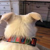 Tacos dog collar handmade adjustable buckle collar 5/8" wide or leash small dog