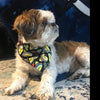Curious George dog collar Handmade adjustable buckle 1" or 5/8" wide or leash