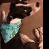 Candy Dog Bandana, Over the Collar dog bandana, Dog collar bandana, puppy - Furrypetbeds