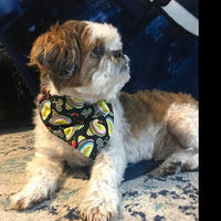 Popeye dog collar handmade, adjustable, buckle collar, 1" wide, blue or leash