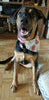 Peanuts Christmas Dog Bandana Over the Collar dog bandana  Dog collar bandana - Furrypetbeds