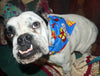 Dog Bandana Over the Collar dog bandana Peanuts Christmas Dog collar bandana - Furrypetbeds