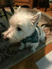 Snoopy dog collar handmade adjustable buckle collar 5/8" wide or leash fabric - Furrypetbeds