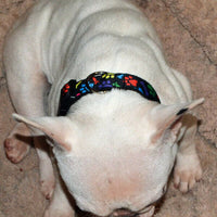 Picasso dog collar handmade adjustable buckle collar 1"wide or leash fabric $12 - Furrypetbeds