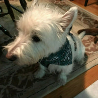 Halloween Peanuts dog collar, handmade, adjustable, buckle collar, 1"wide, leash - Furrypetbeds