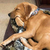 Star Wars dog collar handmade adjustable buckle collar 1" wide or leash fabric - Furrypetbeds